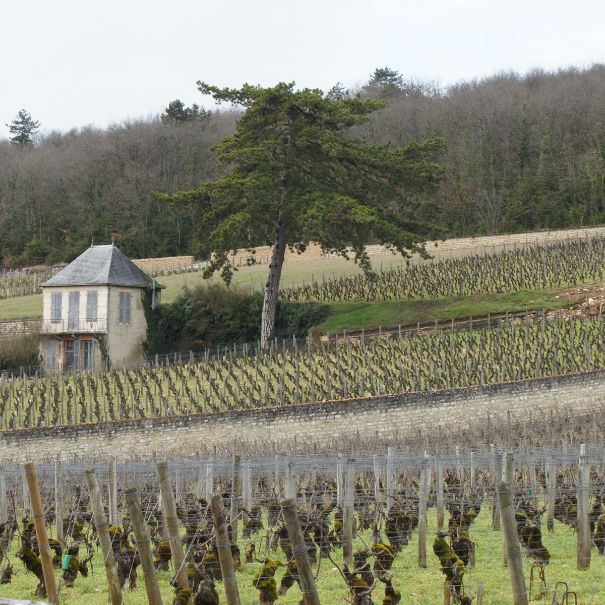 2016 Bourgogne Aligoté Vieille Vigne Domaine Manuel Olivier